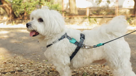 close up of a maltese dog looking around with atention