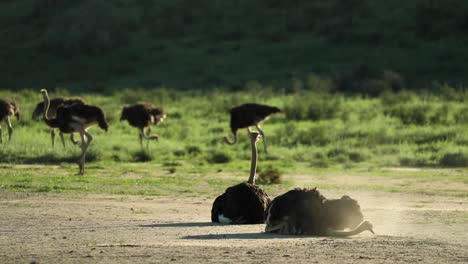 wide shot of a flock of ostriches with two adults laying in front and taking a dust bath and more ostriches feeding in the background, kgalagadi transfrontier park