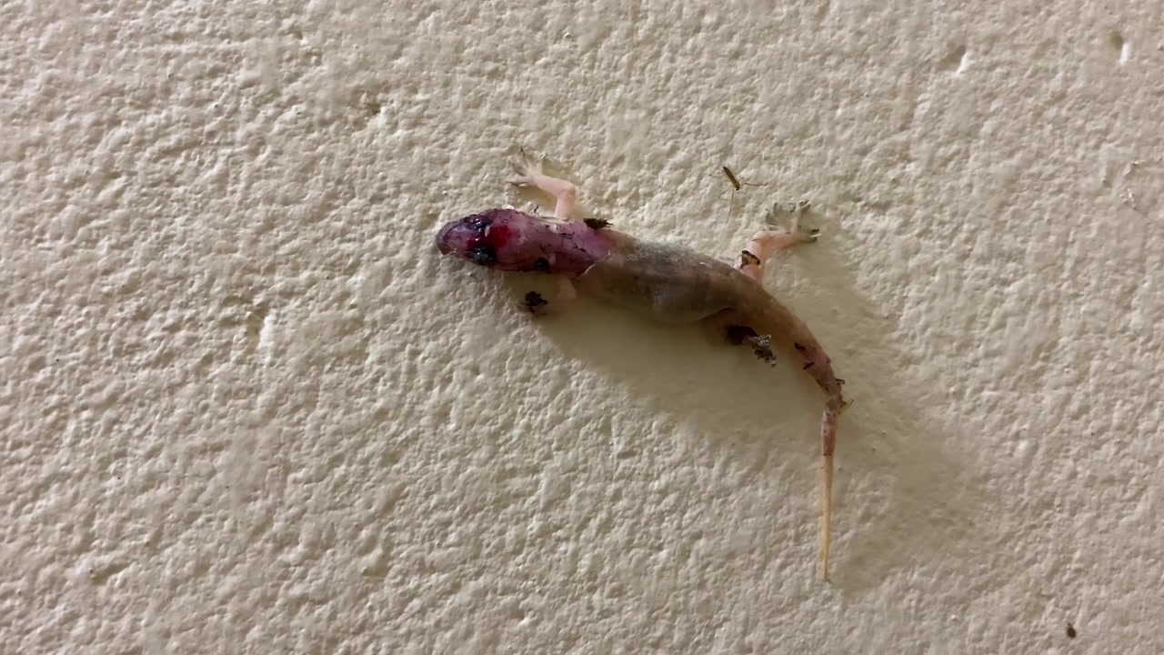 Injured common house gecko attacked by predator on textured wall being swarmed by dark ants