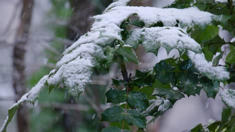 nieve cayendo sobre las hojas de un árbol caducifolio en un bosque de invierno