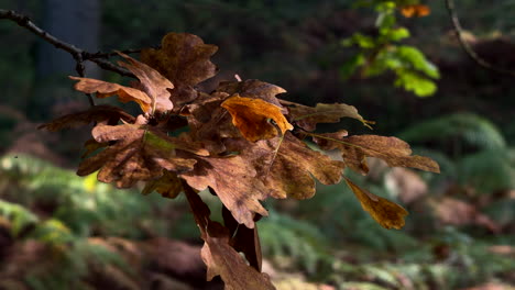 Las-Hojas-De-Roble-Adquieren-Sus-Colores-Otoñales-En-Un-Bosque-Inglés