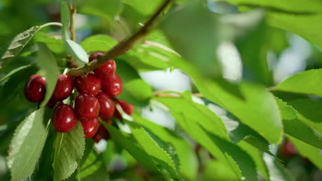 fruto de cereza de rama de verano en hoja verde de cerca. temporada deliciosa rural.