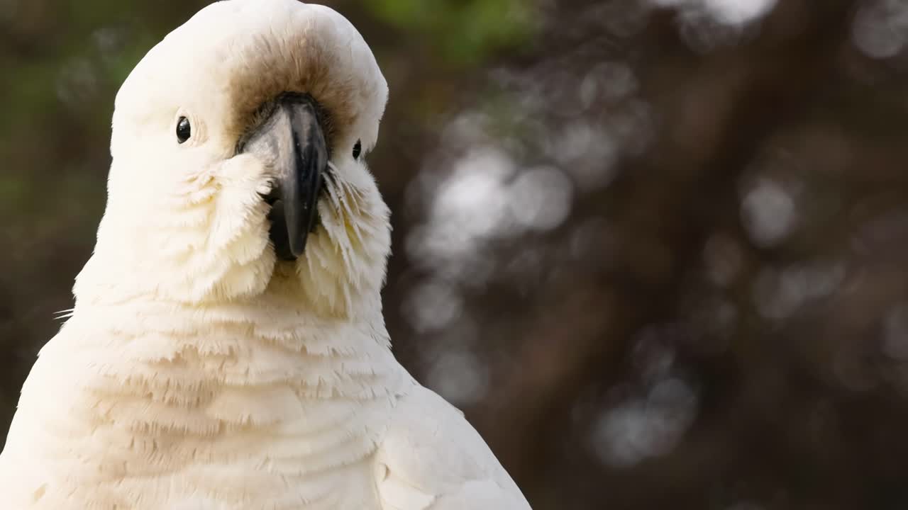 A detailed view of a cockatoo's face, highlighting its expressive eyes and textured feathers.
