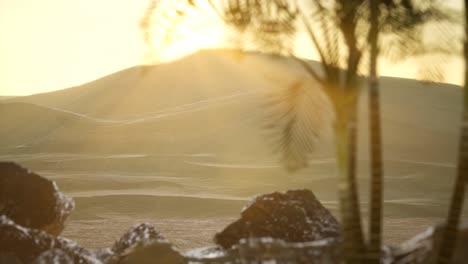 palms in desert at sunset