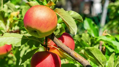 hacer zoom en manzanas rojas