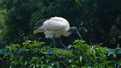 ibis blanco australiano en busca de comida en los jardines botánicos de brisbane