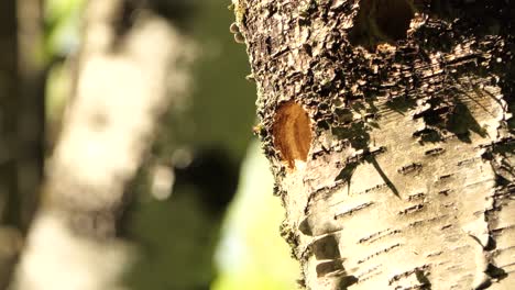 Pájaro-Carpintero-Peludo-Dentro-Del-Agujero-En-El-Tronco-De-Un-árbol