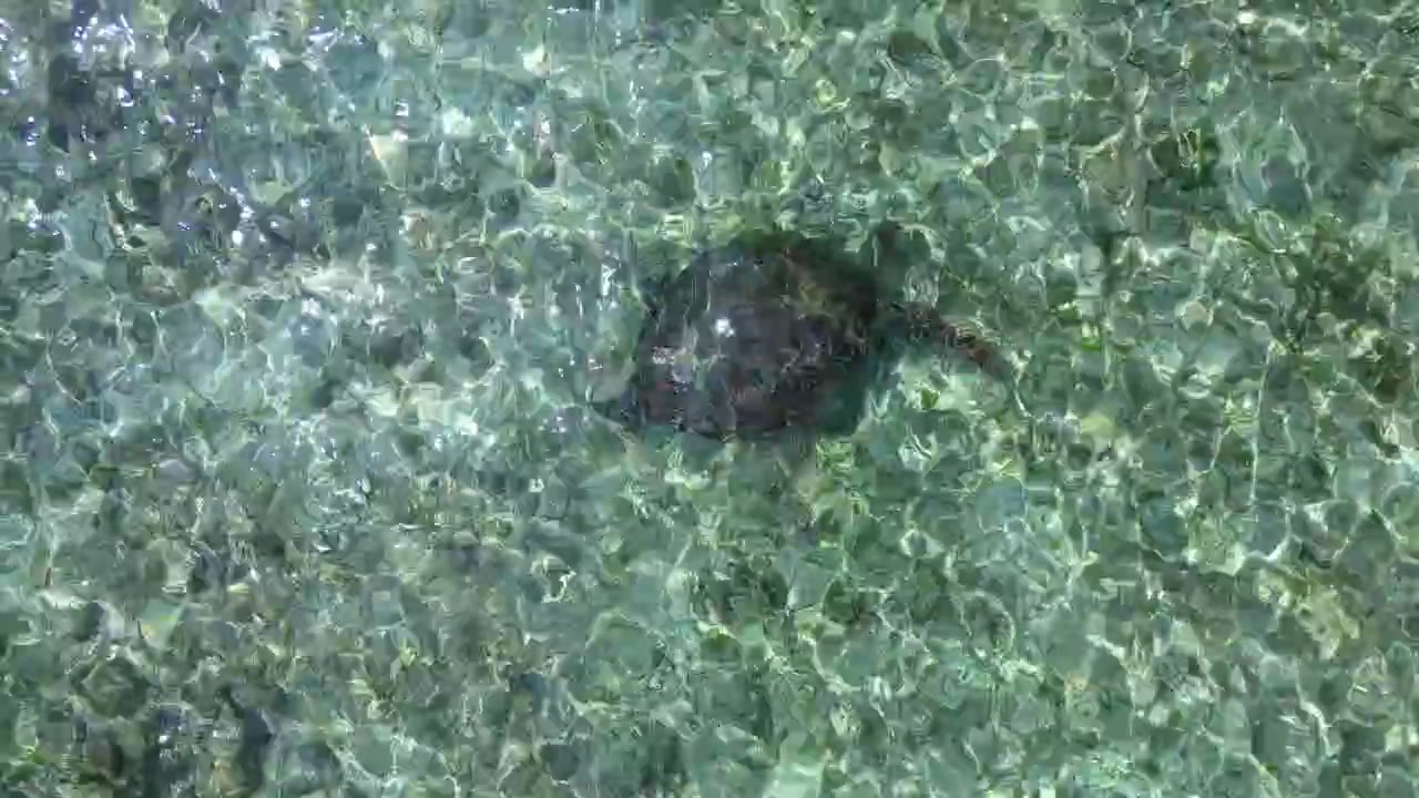 Wildlife green sea turtle swimming freely in shallow, clear turquoise ocean water over a visible seabed, representing marine life and conservation. Unique aerial view top down drone view