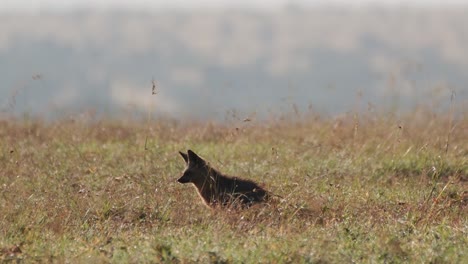 Bat-eared-Fox-In-Grass-At-Ol-Pejeta-Conservancy-In-Central-Kenya