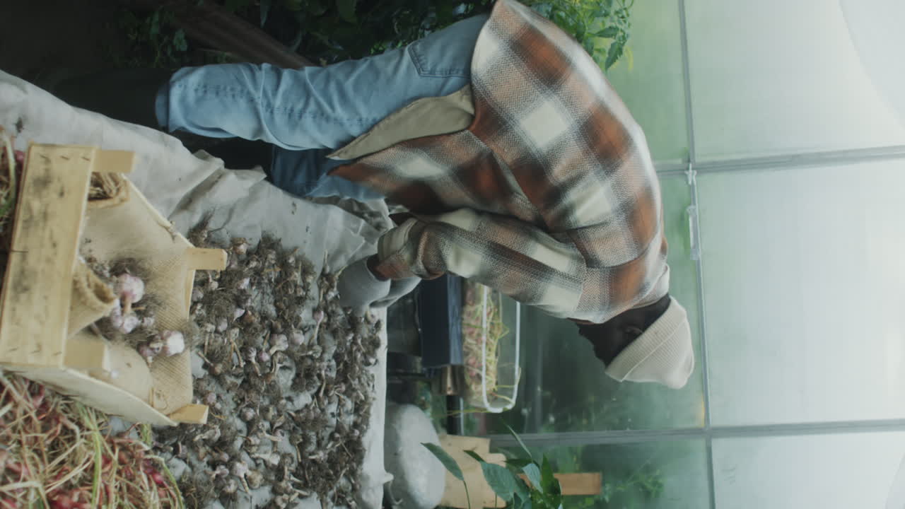 Man sorting garlic bulbs in a greenhouse
