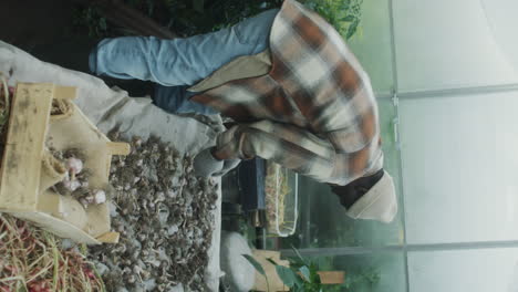 man sorting garlic bulbs in a greenhouse
