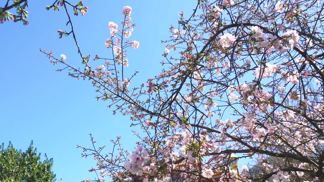 타이베이 의 봄 시즌 에 분홍색 사쿠라 체리 꽃 이 가게 피고 있다