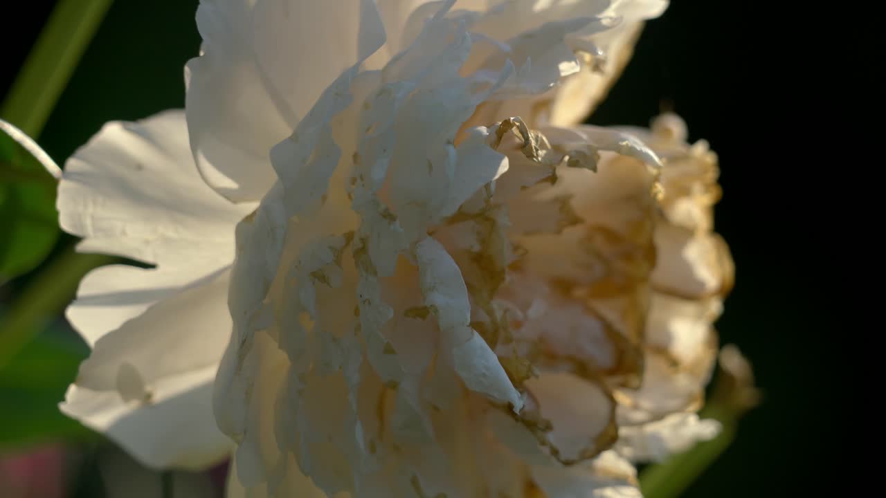 Flower in full bloom in a beautiful garden at sunset in the summertime in Sweden