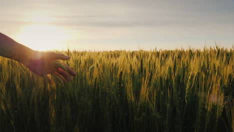 Bauernhand-Schaut-Auf-Die-Ähren-Bei-Sonnenuntergang-Die-Sonnenstrahlen-Scheinen-Durch-Die-Ähren