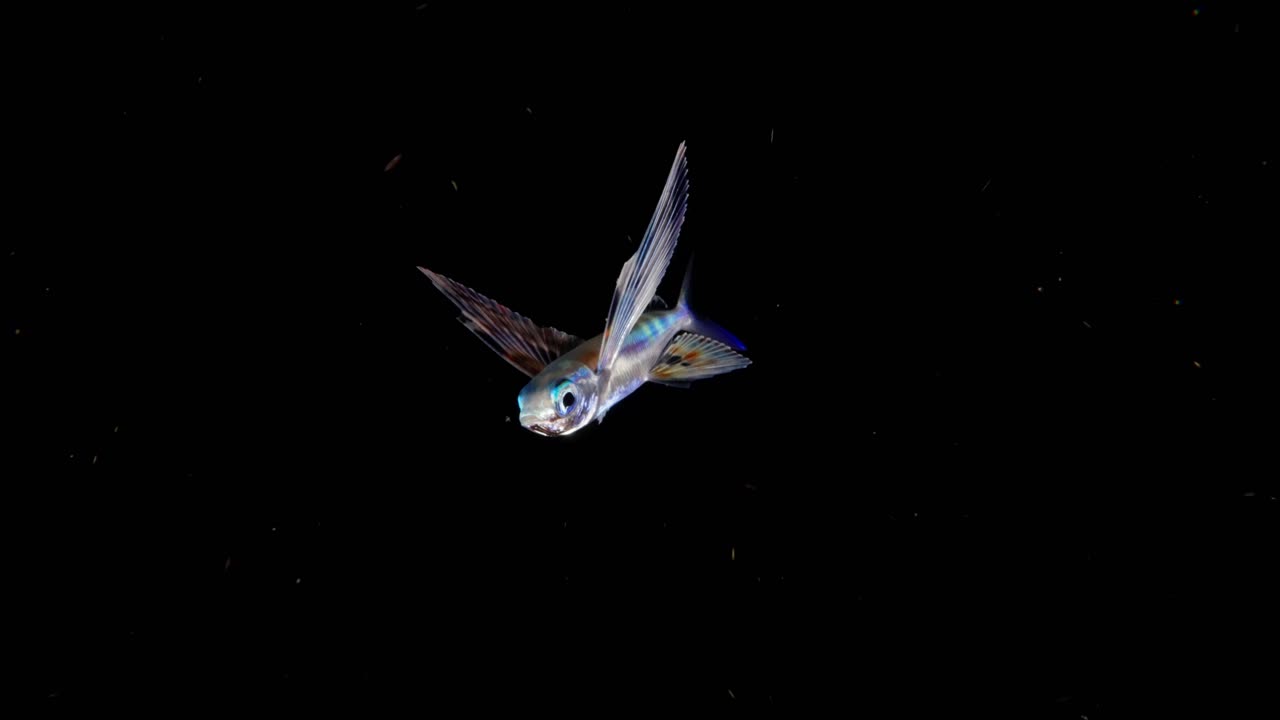 A Flyingfish (Exocoetus volitans) filmed at night during a Blackwater dive. It swims into the front of the camera, then away