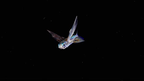 a flyingfish (exocoetus volitans) filmed at night during a blackwater dive. it swims into the front of the camera, then away