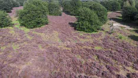 Aerial-of-blooming-purple-heather-in-Nationalpark-De-Meinweg,-Netherlands---4k-Drone-footage