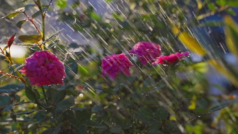 Primer-Plano-De-Rosas-En-Un-Jardín-Que-Se-Riega-Por-La-Mañana,-Con-La-Luz-Del-Sol-De-La-Mañana-Brillando-Sobre-Las-Rosas