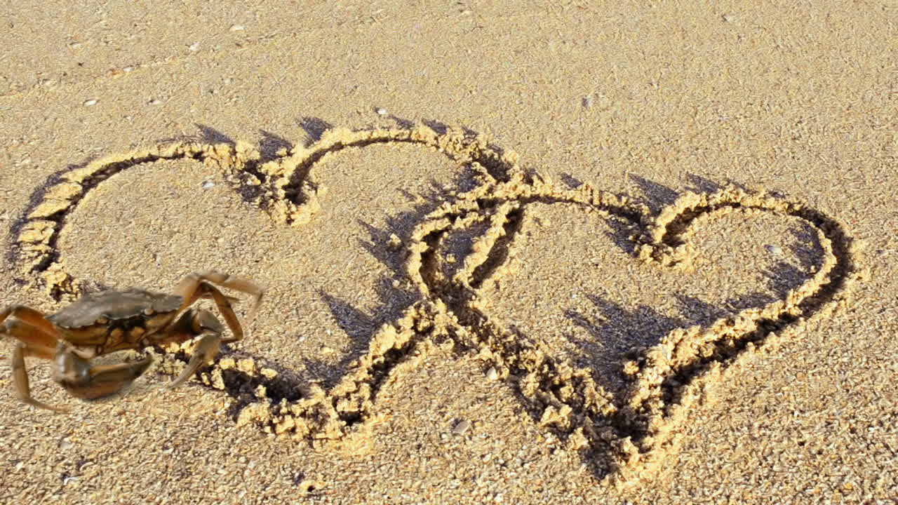 Crab and the drawing on sand, the beach. The drawing of heart on sand