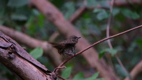 mirando hacia la derecha mientras se alza en una pequeña rama sacudiendo sus plumas, el tordo de roca de garganta blanca monticola gularis, tailandia