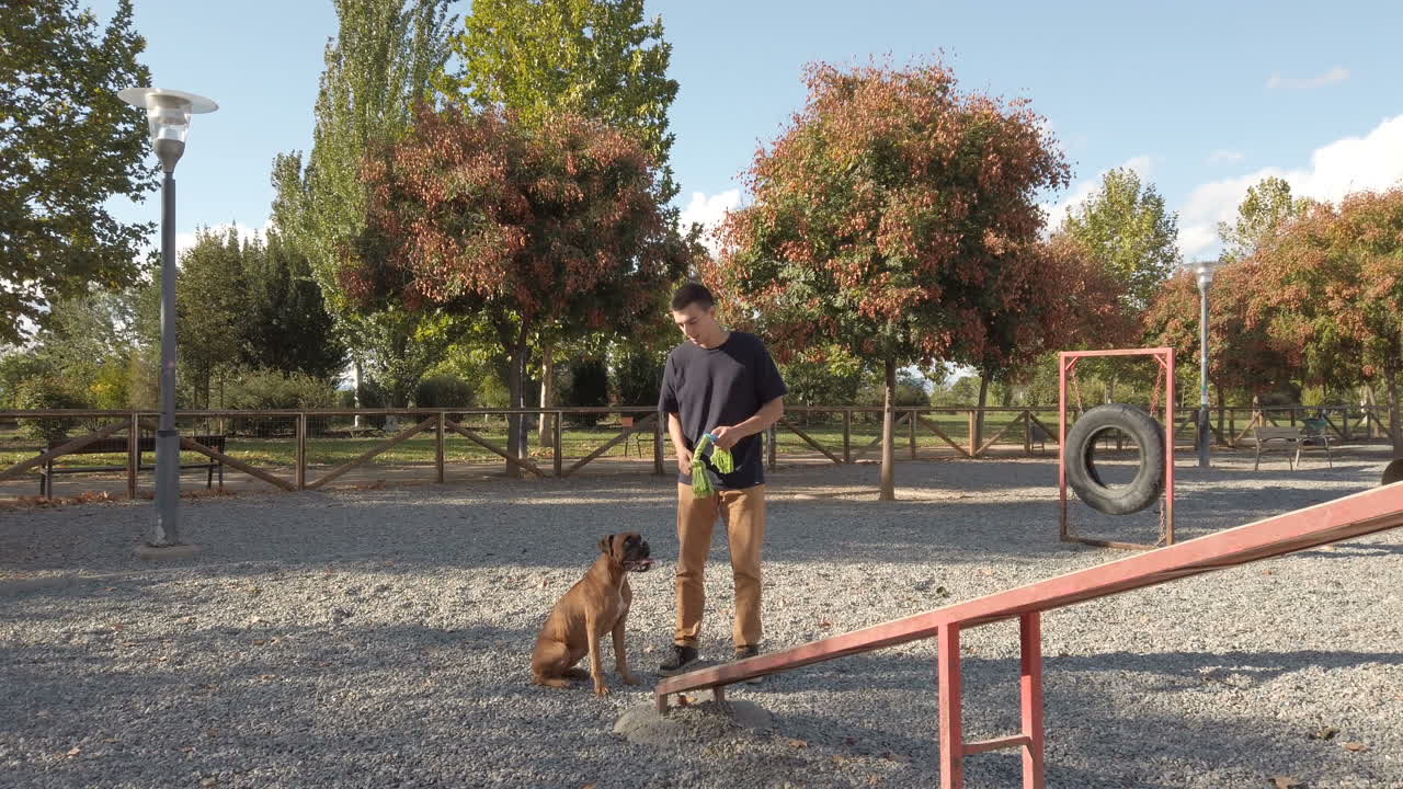 Young man playing and training with a dog. Brown boxer dog