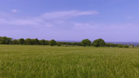 vista aérea de un campo de trigo verde en una granja