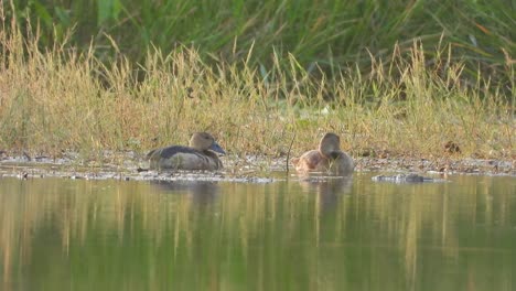 whistling duck - gold - green