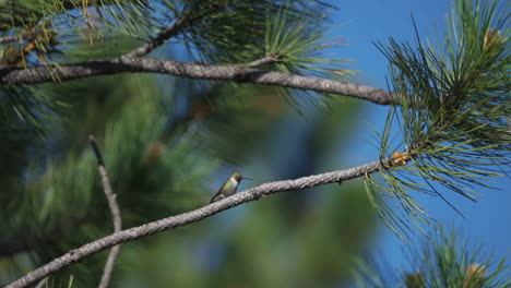 Cinematic-hummingbird-ruby-throated-rufous-beautiful-morning-blue-sky-spring-summer-Aspen-tree-branch-in-Colorado-USA-Evergreen-Vail-Aspen-nature-flight-slow-motion-off-tree-telephoto-zoom-close-up