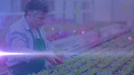 Light-trial-against-caucasian-senior-man-examining-plant-pots-in-indoor-garden