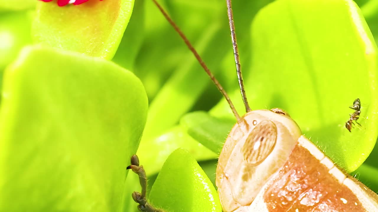 Detailed view of a grasshopper perched on bright green leaves, showcasing its intricate features and natural habitat.