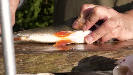 las manos del pescador filetean pescado fresco afuera en la naturaleza, de cerca