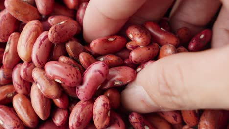 close-up of vibrant red kidney beans being handled and inspected by hands