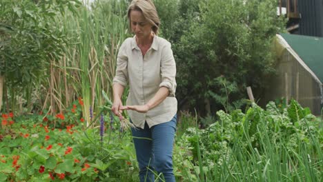 Senior-caucasian-couple-harvesting-and-working-together-in-garden