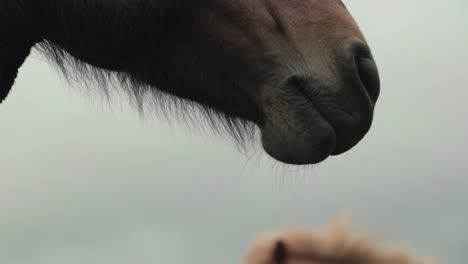 Close-up-of-horse's-muzzle-nose-in-Iceland