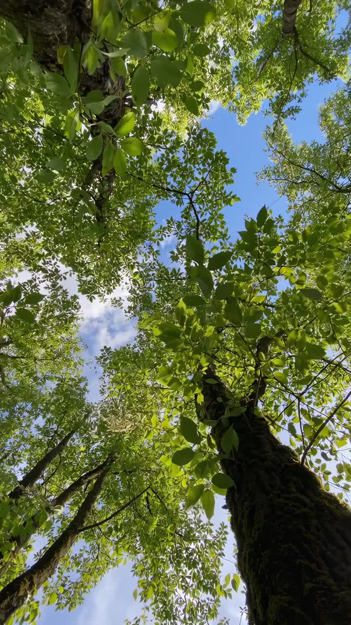Upward angle video of lush green trees against a blue sky, capturing nature's serenity