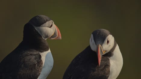 two puffins close up