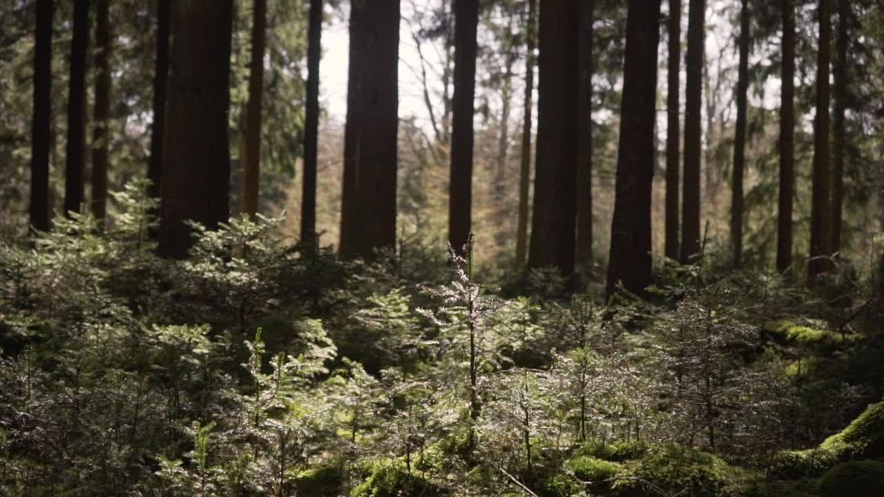 pequeñas plantas de árboles en un bosque encantado con brillo solar