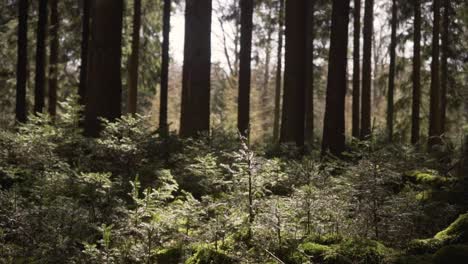 Pequeñas-Plantas-De-árboles-En-Un-Bosque-Encantado-Con-Brillo-Solar