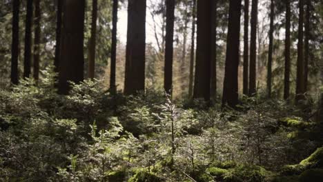 small tree plants in an enchanted forest with sun shimmer