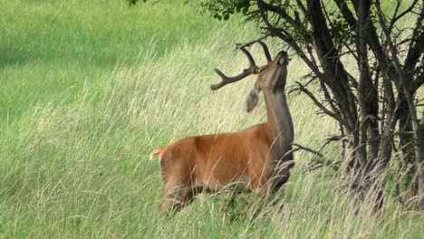 Deer-Buck-on-a-meadow-stripping-bark-off-a-tree