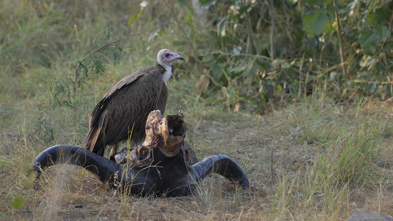 Hooded vulture stands in profile on buffalo skull in flat forest light