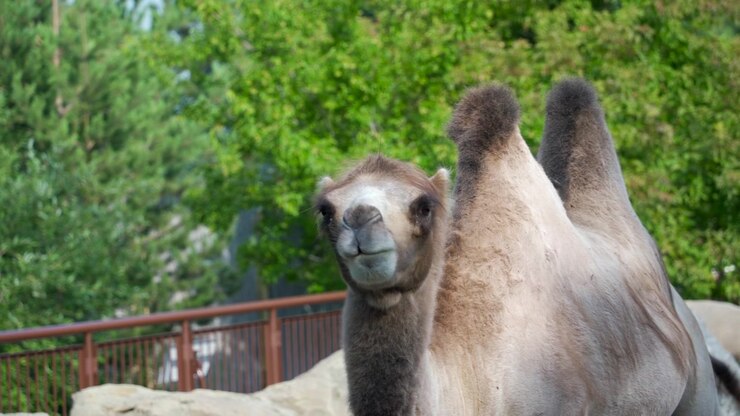 Primo piano di un cammello che mostra una pelliccia spessa, la gobba e un comportamento calmo da fauna selvatica esotica