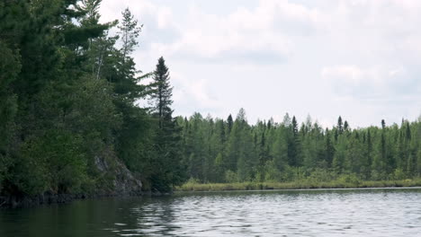 Pinien-Im-Randgewässer-Kanugebiet-Wildnis