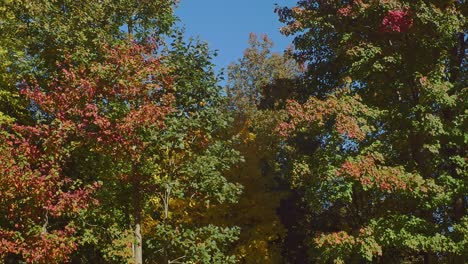 a small shed sits within colorful trees and leaves, in early autumn, as the camera tils to a clear blue sky