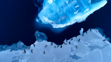 beautiful panoramic aerial view over seals on white ice floe in iceland. seals are next to the blue sea. there is seals swimming in the sea.