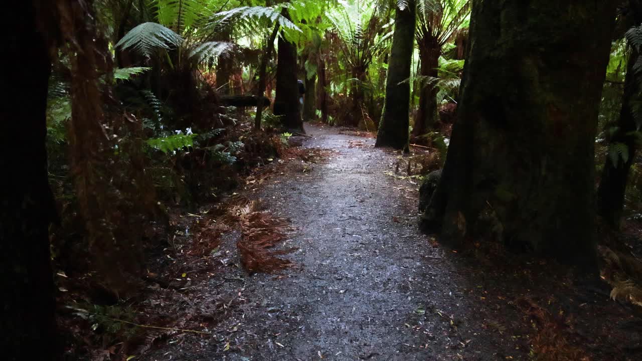 멜버른 의 울창 한 열대 우림 길 을 고