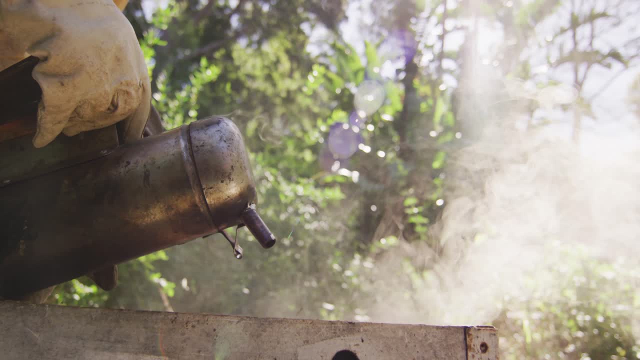 ⁇ 벌집 에서  ⁇ 벌 을 진정 시키기 위해 담배 를 피우는 사람 을 사용하는 보호 의복 을 입은 백인 남성 양봉자