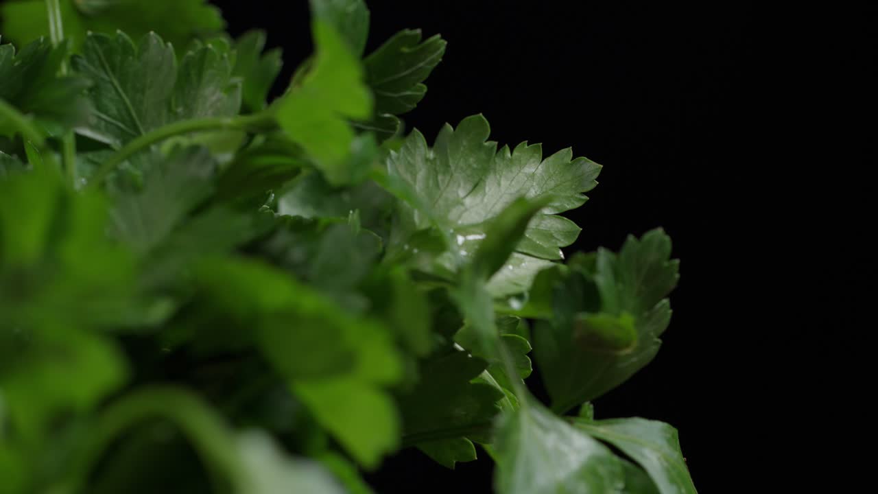 Cambio de enfoque de ramitas frescas de perejil de hoja plana
