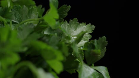 shifting focus of fresh flat-leaf parsley sprigs