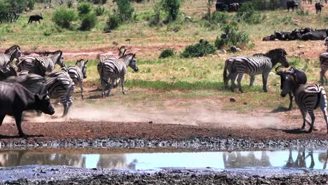 group of zebras and african buffalo near muddy puddle water source, africa